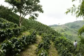 Paisaje del campo de siembra